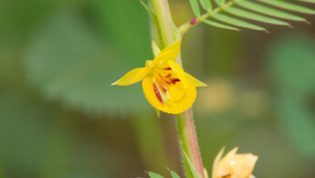 Pantanal plant 48 (Chamaecrista sp)