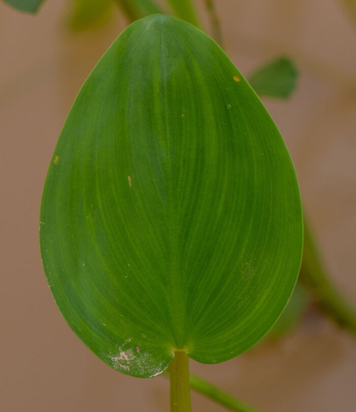 Tropical Pickerelweed (Pontederia rotundifolia)