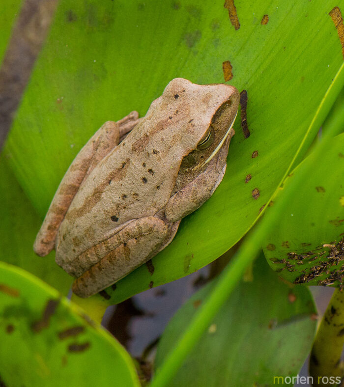 Chaco tree frog (Hypsiboas raniceps)