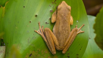 Chaco tree frog (Hypsiboas raniceps)