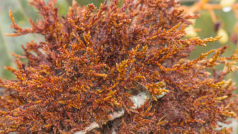 Moss (Phylum Bryophyta)