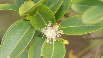 Eugenia punicifolia