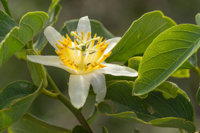 Passiflora mansoi