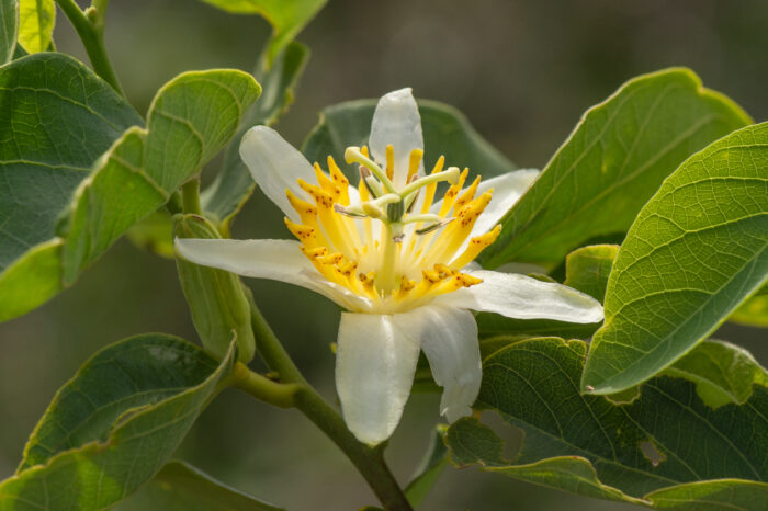 Passiflora mansoi