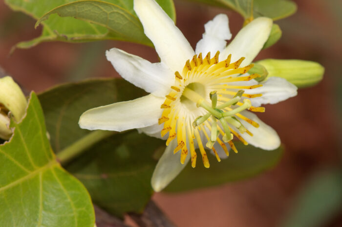 Passiflora mansoi