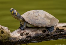 Yellow-headed Sideneck Turtle (Podocnemis unifilis)