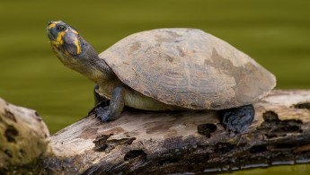 Yellow-headed Sideneck Turtle (Podocnemis unifilis)
