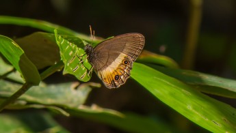 ARCC lepidoptera 02