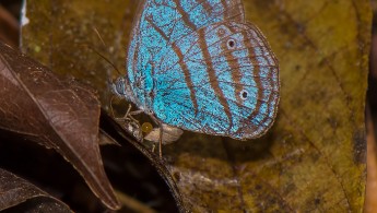 ARCC lepidoptera 04 (Caeruleuptychia sp)