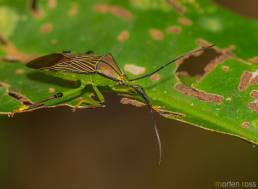 ARCC insect 05 (Heteroptera)