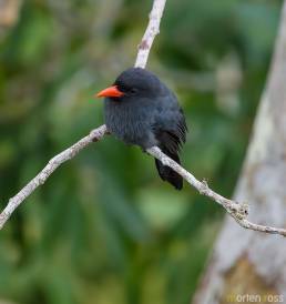 Black-fronted Nunbird (Monasa nigrifrons)