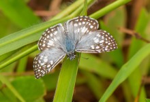 Orcus Checkered Skipper (Pyrgus orcus)