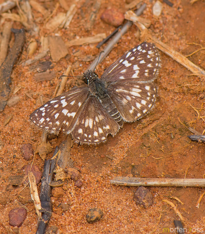 Orcus Checkered Skipper (Pyrgus orcus)