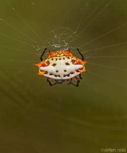 Spiny orb-weaver (Gasteracantha cancriformis)