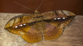 Pantanal lepidoptera 01