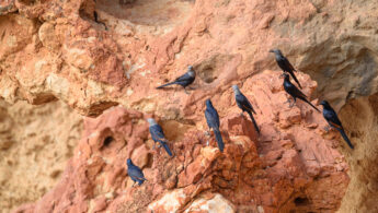 Somali starling (Onychognathus blythii)