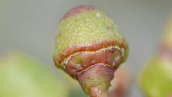 Cissus subaphylla