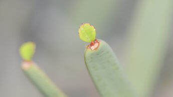 Cissus subaphylla