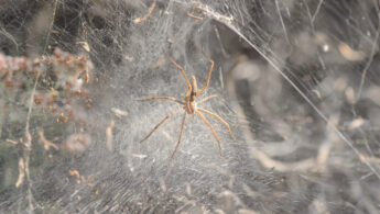 Socotra spider 01