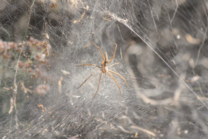 Socotra spider 01
