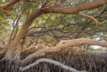 Gray Mangrove (Avicennia marina)