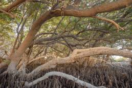 Gray Mangrove (Avicennia marina)