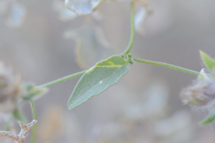 Socotra plant 06