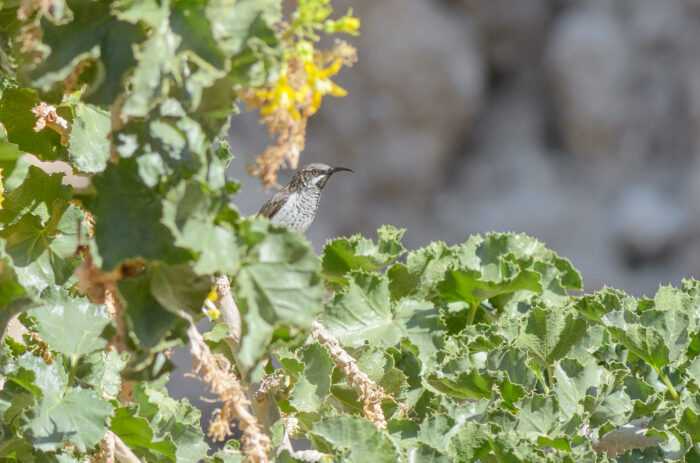 Socotra Sunbird (Chalcomitra balfouri)