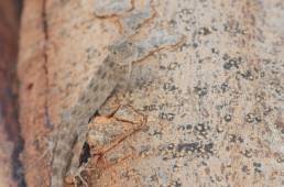 Blanford's Rock Gecko (Pristurus insignis)