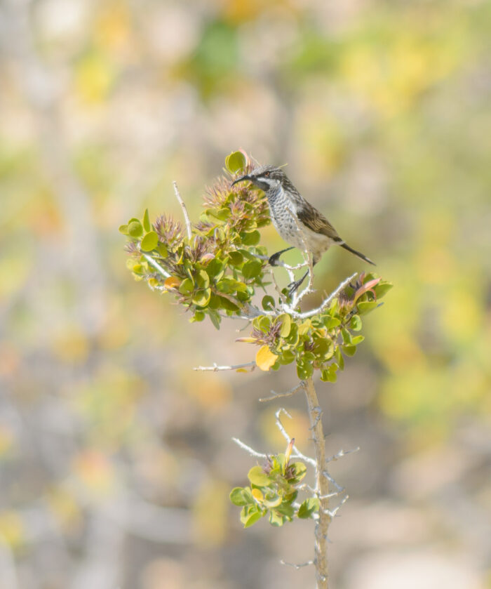 Socotra Sunbird (Chalcomitra balfouri)