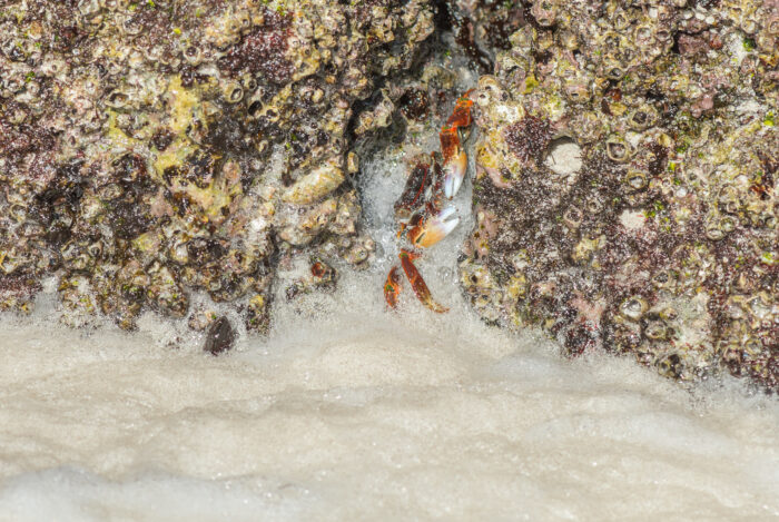 Mottled Lightfoot Crab (Grapsus albolineatus)