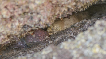 Peppered Moray (Gymnothorax pictus)
