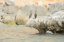 Socotra cormorant (Phalacrocorax nigrogularis)