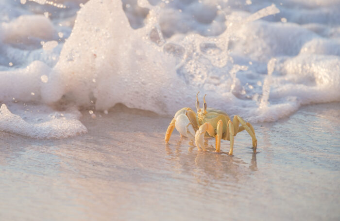 Red Sea Ghost Crab (Ocypode saratan)