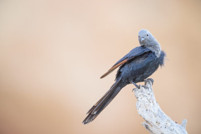 Somali starling (Onychognathus blythii)