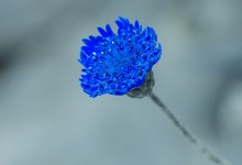 Helichrysum sp. UV