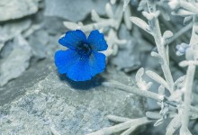 Campylanthus spinosus UV