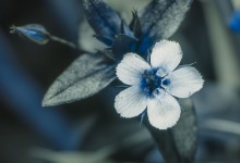 Blue pimpernell (Anagallis arvensis var. caerulea) UV