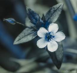 Blue pimpernell (Anagallis arvensis var. caerulea) UV