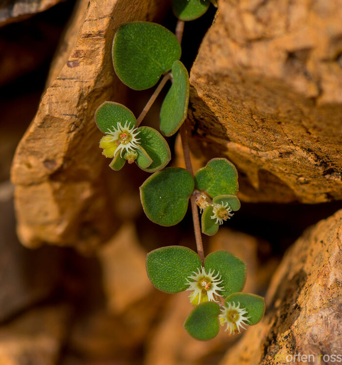 Euphorbia kischenensis