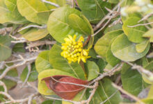 Socotra plant 14