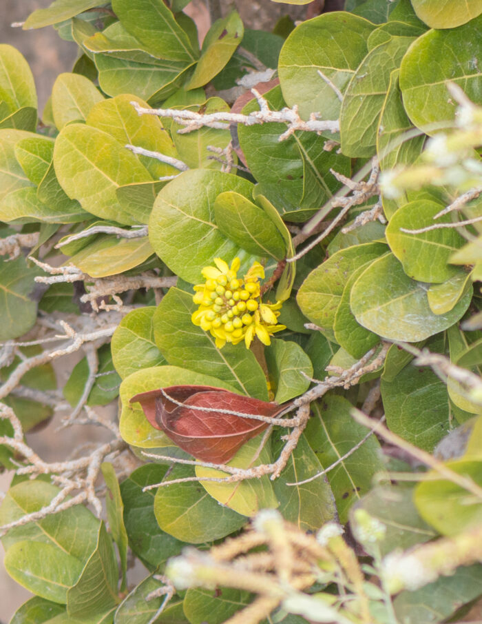 Socotra plant 14