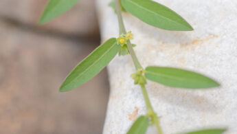 Phyllanthus maderaspatensis