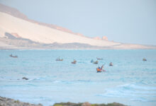 Socotra fishermen at Archer