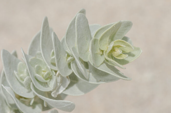 Atriplex farinosa (Chenopodiaceae)