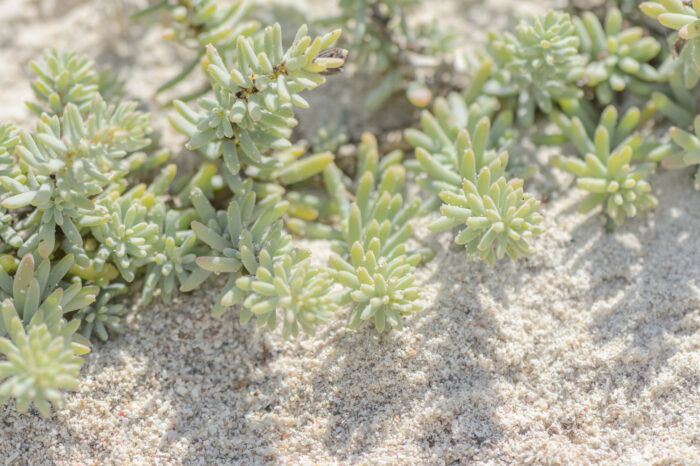 Socotra plant 18