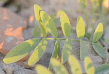 Socotra plant 21