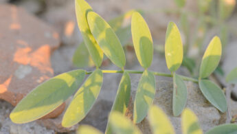 Socotra plant 21