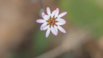 Helichrysum sp