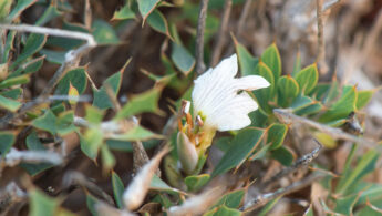 Leucas spiculifolia